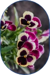 Extracto de flores de viola